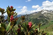 72 Prime fioriture di rododendri